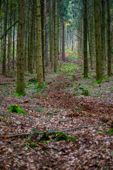 Durch den herbstlichen Wald