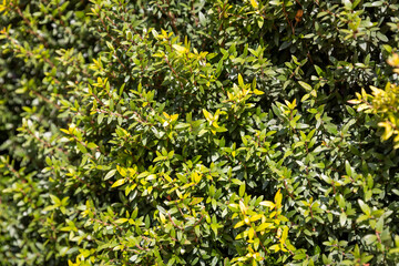 A compact evergreen shrub characterized by a dense growth habit, featuring small, narrow oval...