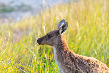 Kangaroo eating grass in Perth