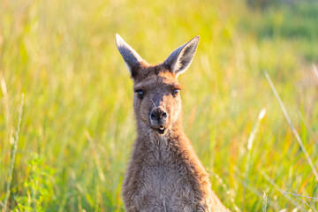 Closeup to a kangaroo