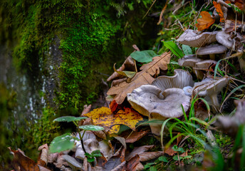 Fototapeta premium Pilze im Herbstwald