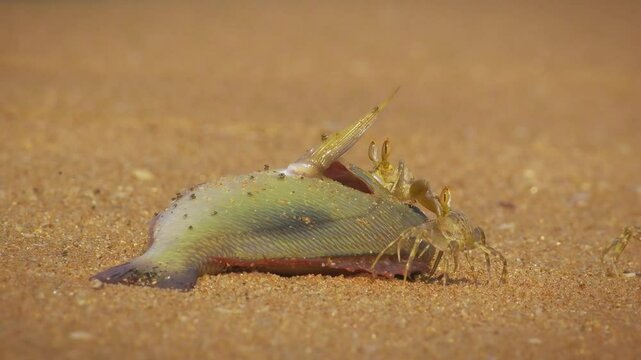 Crayfish - Ocypode brevicornis Ghost Crab found on sandy beaches of Indian Ocean, burrows in sand, nocturnal scavenger, pale yellow body, stalked eyes, agile predator feeds on the dead fish.