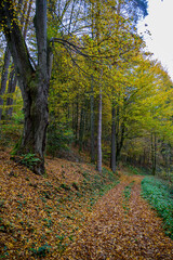 Fototapeta premium Durch den herbstlichen Wald
