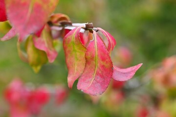 Winged spindle Autumn leaves. It has corky wings and turns beautiful red in autumn, and is said to be one of the three most beautiful autumn leaves in the world.