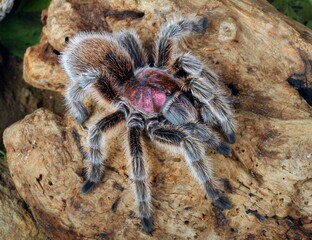 Chilean Rose Hair Tarantula (Grammostola rosea) after a molt in a natural setting.