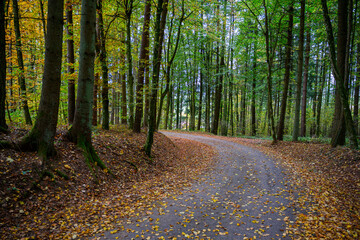 Durch den herbstlichen Wald