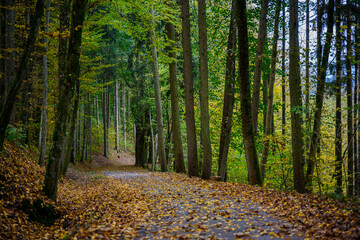 Durch den herbstlichen Wald