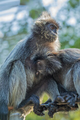 Closeup portrait of Tufted gray langur Semnopithecus priam
