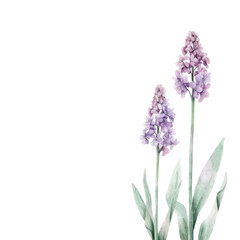 Fototapeta premium Watercolor Painting of Purple Flowers with Green Leaves on a Black Background