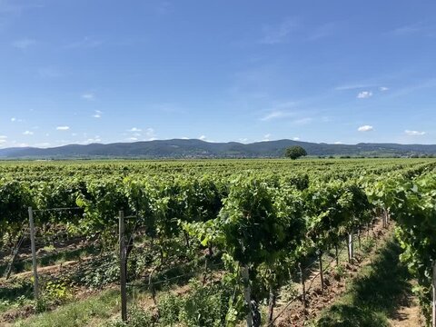 Pf&auml;lzer Weinreben