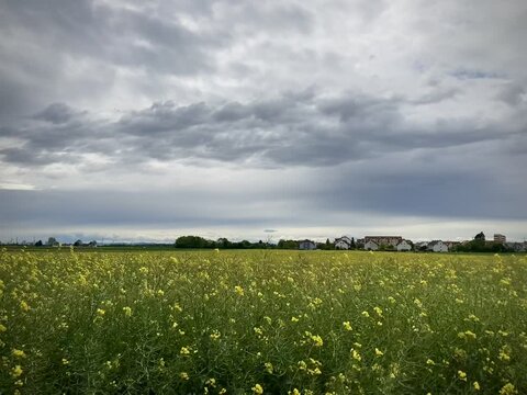 field and blue sky