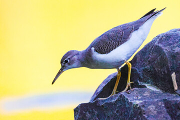 Obraz premium Shorebird on a rock with yellow background 
