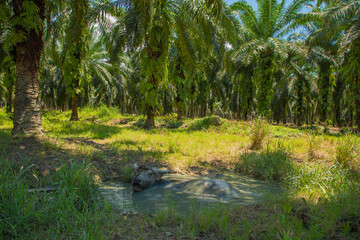 Fototapeta premium An Asian small gray mule grazes in a palm grove. Palm oil industry