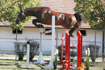 Young purebred horse loose jumping on breeders event