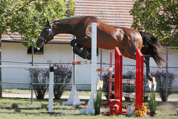 Young purebred horse loose jumping on breeders event