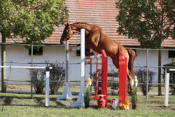 Young purebred horse loose jumping on breeders event