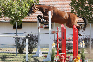 Young purebred horse loose jumping on breeders event