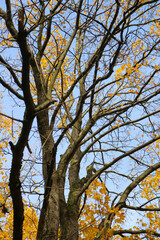 autumn in the park