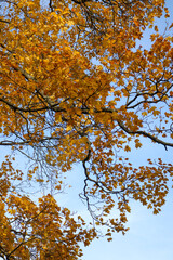 autumn leaves in the sky