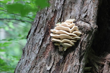 mushroom on tree