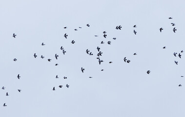 birds in flight