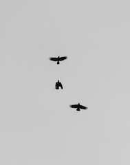 flying in the sky