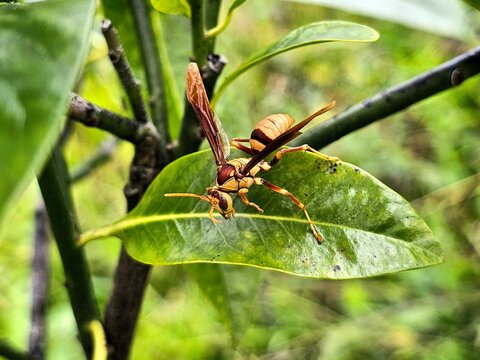 close up of an executioner wasp on a green leaf in the forest