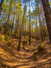 Obraz premium spring dense pine forest with light young needles