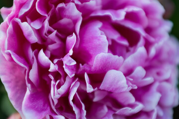 Vibrant Close-Up of Pink Peony Flower with Textured Petals for publication, poster, screensaver, wallpaper, banner, cover, post. High quality photography