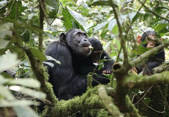 Chimpanzee (Pan troglodytes) mother and young, Kibale National Park, Uganda, Africa.