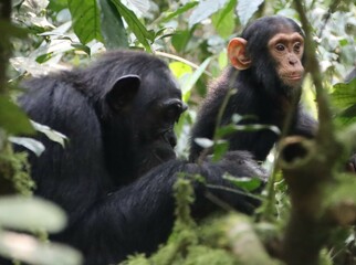 Chimpanzee (Pan troglodytes) family, Kibale National Park, Uganda, Africa.