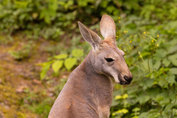 Portrait of an Australian medium sized kangaroo in selective focus