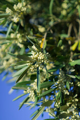 Vertical image of olive tree branches with small white flowers about to bloom against a clear blue sky in springtime.