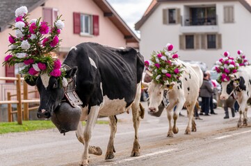 Cows decorated by flowers on the annual transhumance at Swiss desalpe festival. Semsales, Fribourg...