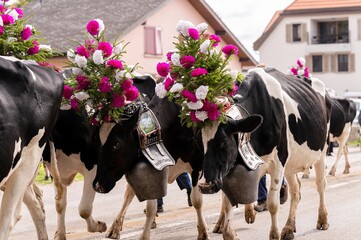 Cows decorated by flowers on the annual transhumance at Swiss desalpe festival. Semsales, Fribourg...