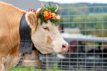 Cows decorated by flowers on the annual transhumance at Swiss desalpe festival. Semsales, Fribourg Canton, Switzerland.