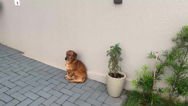 cachorro caramelo molhado dom&eacute;stico 