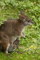 Bennett's wallaby Macropus or Notamacropus rufogriseus