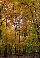 Fototapeta premium Autumn fall colors along a trail in St Louis, Mo USA