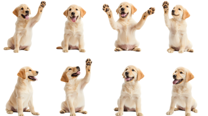Collection of dogs giving high five on white background