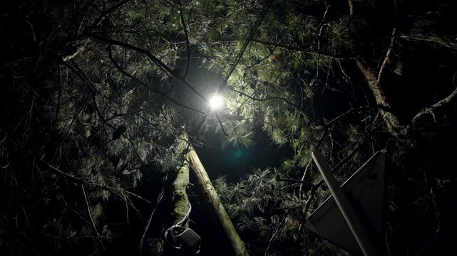 street lamp shines at night among the trees in the city. ray of light breaks through the darkness.
