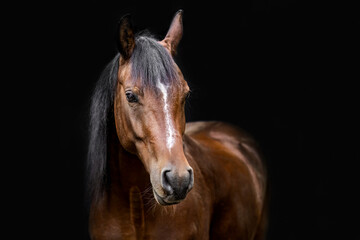 Head portrait of a bay brown arab horse in front of black background, equine black shot portrait