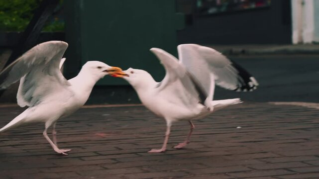 Two seagulls are squabbling on the city street, engaging in the instinctive behavior of stealing food from one another.