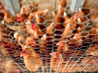 Flock of chickens in coop. © Storied Vistas