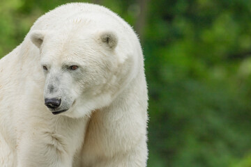 Fototapeta premium Polar Bear takes a rest