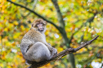Barbary macaque sitting in a tree © Jason Wells