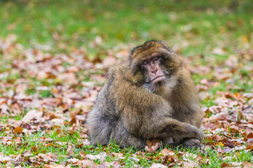 Barbary macaque snoozes
