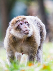 Barbary macaque on the move