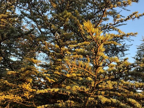 Fresh green leaves of Cedrus deodara tree shine at sunset. Cedrus deodara, deodar cedar, Himalayan cedar is a type of cedar native to the Himalayas. Golden Deodar cedar, Cedrus deodara Aurea. 