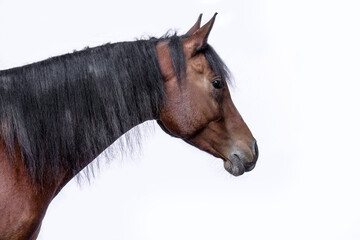 Head portrait of a bay brown arab gelding horse isolated on white background